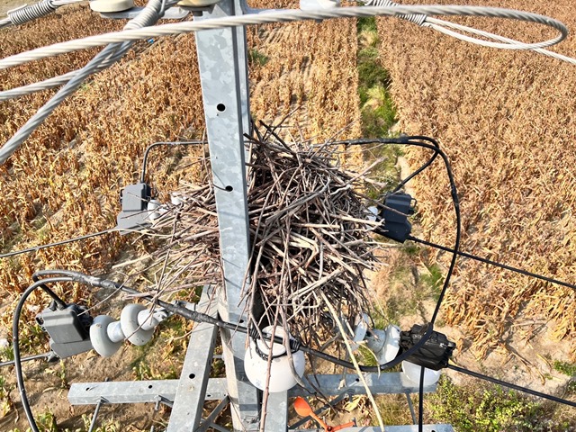 移除電桿鳥巢保供電 台電台南區處首季移除破百鳥窩