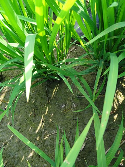 時屆水稻稻熱病發病適期，臺南區農業改良場籲請農友注意病害發生