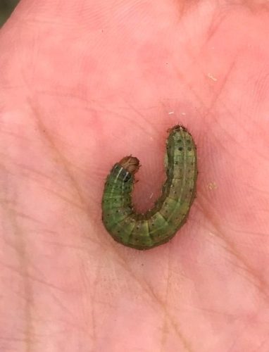 秋行軍幼蟲每一體節具4個斑點，腹部末端有明顯較大之4個黑點，成熟幼蟲之頭殼可見一倒Y形頭縫線