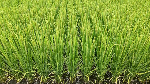 臺南區農改場提醒農友注意加強田間排水及病害防治工作