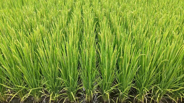 水稻抽穗期，田間之灌排水溝渠要儘快進行清除，避免颱風豪雨積水