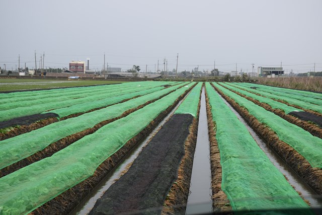 臺南區農改場呼籲農友注意滯留鋒面帶來大雨，加強田間排水及病害防治工作