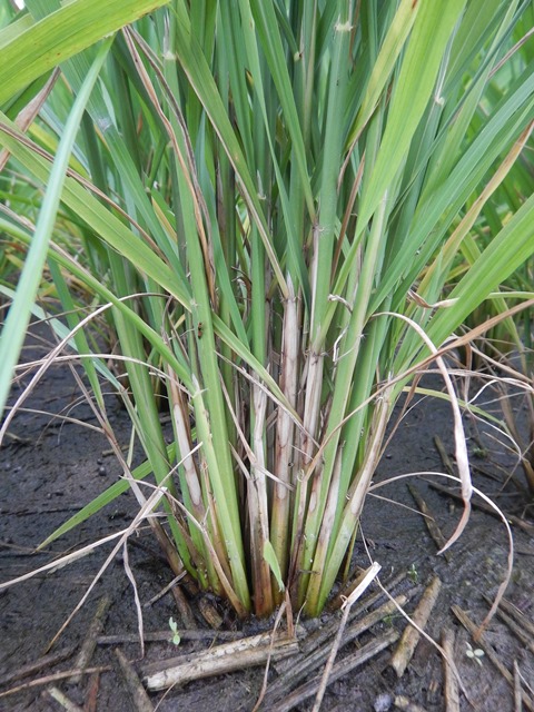 氣候不穩定，水稻葉稻熱病與紋枯病現蹤
