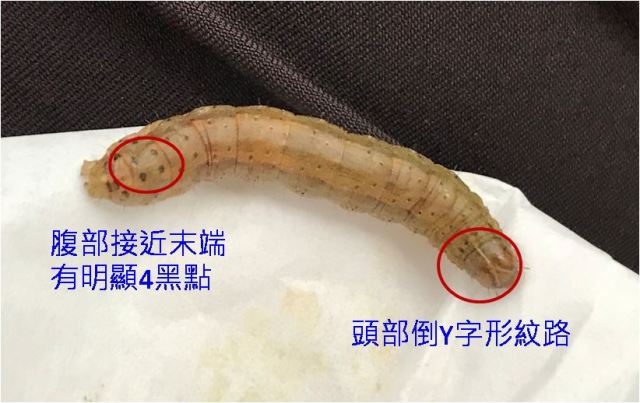 臺南農改場呼籲農友注意防範玉米與高粱秋行軍蟲