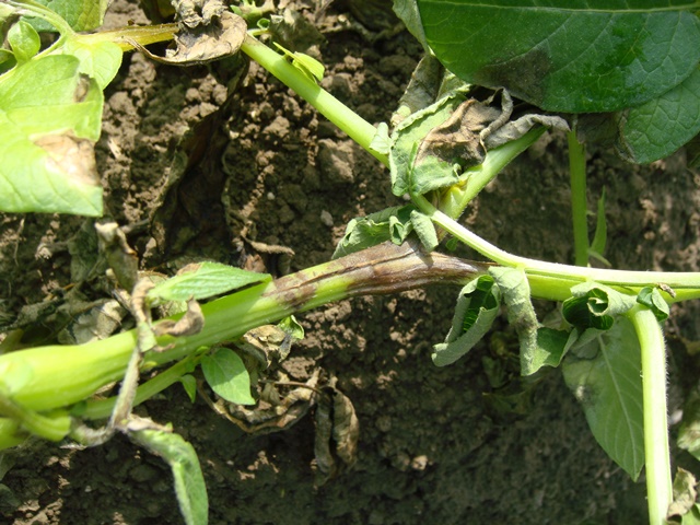 臺南區農業改良場提醒農友注意茄科作物晚疫病預防
