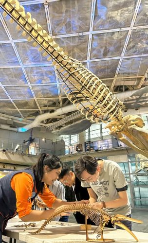 屏東海生館震撼藍鯨骨骼展升空遨遊 寒假遊玩秘笈「鯨」奇大公開