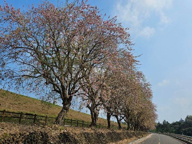 烏山頭水庫香榭大道南洋櫻已盛開