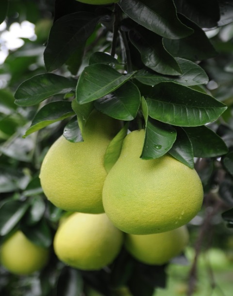 image003