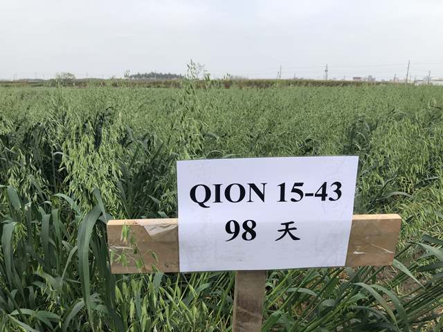 圖1.燕麥墾丁選一號種植98天之植株生長情形。