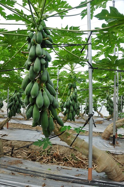 木瓜於颱風前應設立支柱，以繩索固定至少兩處，避免受風斷折2