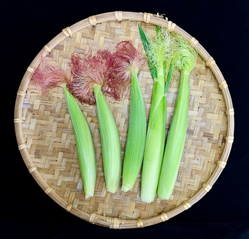 一般筍用玉米花絲顏色分為紅色與淡綠白色