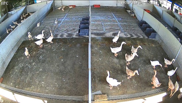 圖1.平飼蛋鴨行為辨識研究用於建立洗浴等動物行為福利指標。
