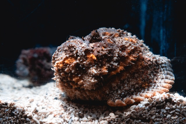 (圖)「玫瑰毒鮋」結合偽裝與毒性防禦的生存策略