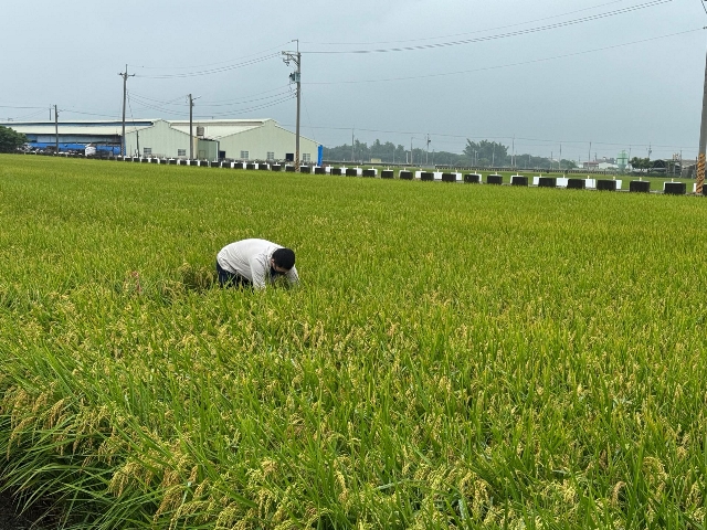 田間抽檢作業中
