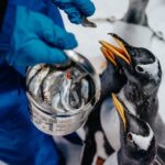 「我與企鵝的0.1毫米體驗」親手餵食企鵝