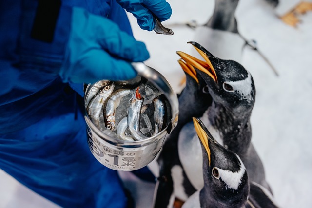 「我與企鵝的0.1毫米體驗」親手餵食企鵝