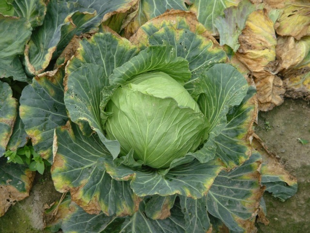 image003
