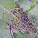 image007