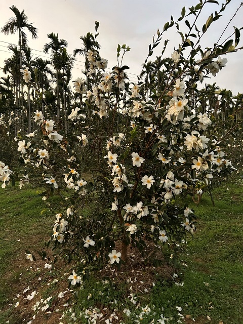 油茶