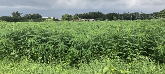 圖1.臺灣種植面積及產量雙冠之豆科綠肥「田菁」，亦可兼作芻料餵飼動物