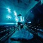 (圖)「夜宿海生館」珊瑚王國館海底隧道，宛如身在海底世界中