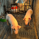 圖1. 樹薯與碎糙米取代飼糧玉米之試驗豬隻
