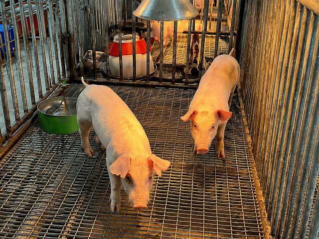 圖1. 樹薯與碎糙米取代飼糧玉米之試驗豬隻