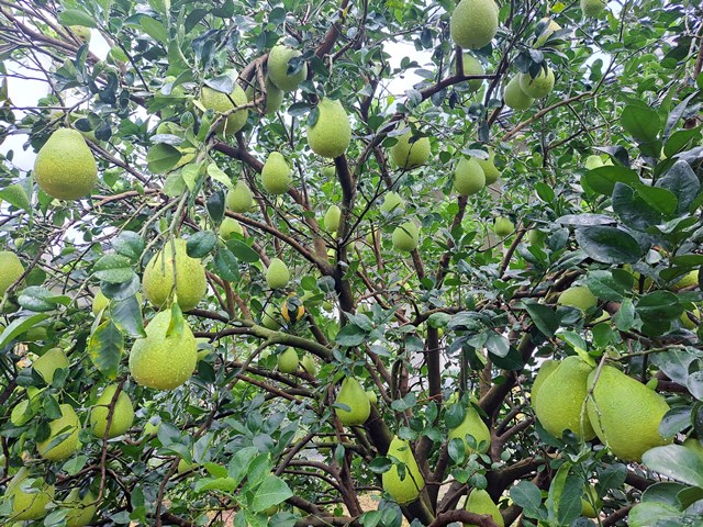 文旦柚園區照片