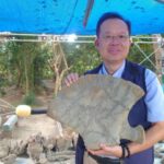 圖1最新出土的恆春半島巨鯨化石